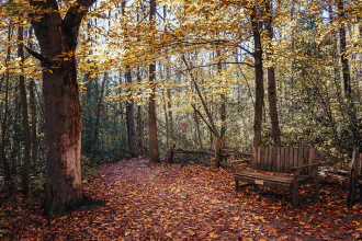 A wooden bench in a tree-covered haven in the fall, with autumn-coloured\nleaves covering the ground.\n