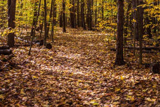 Path through a forest in the fall