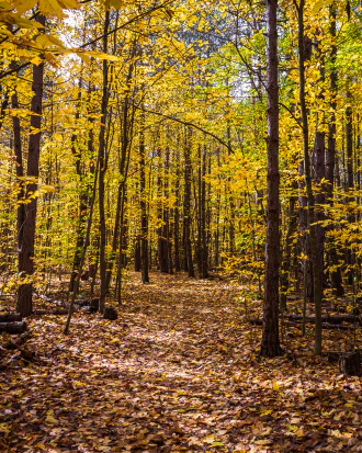 Path through a forest in the fall